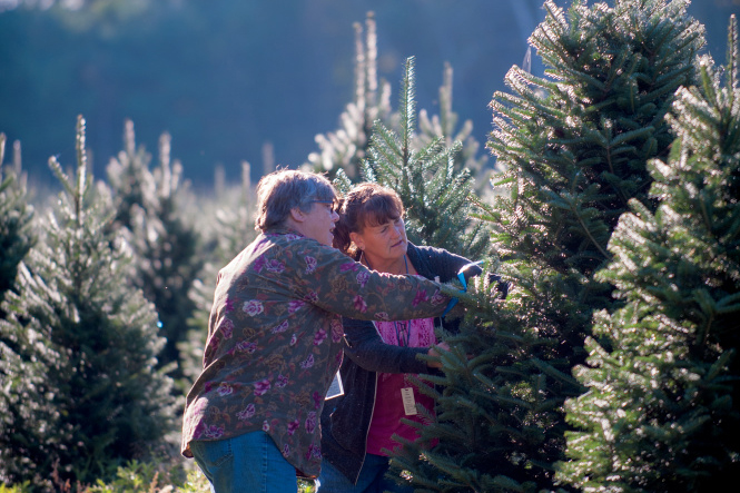 Wisconsin Christmas Trees