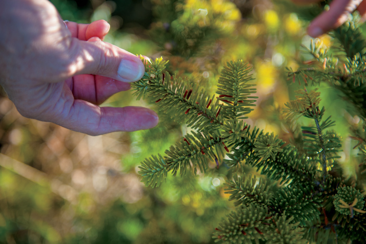 Wisconsin Christmas Trees Make Happier Holidays