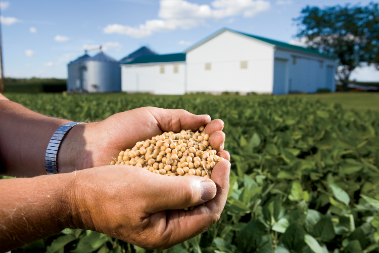 Virginia soybeans; farmers advice