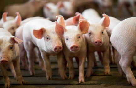 pig skin saves lives