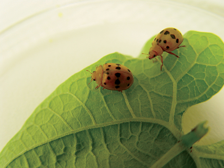 Mexican Bean Beetle adults
