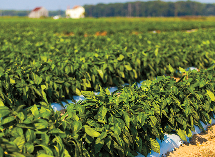 New Jersey food crops