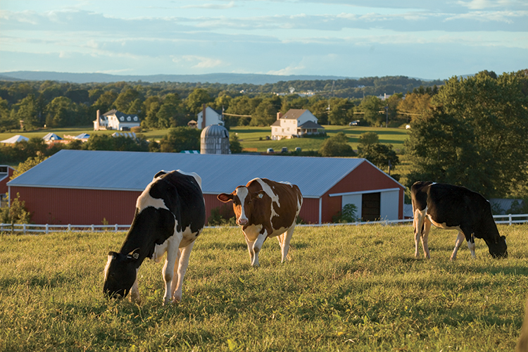 New Jersey Dairy Cows