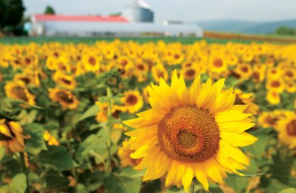 Sunflowers on Donaldson Farms in Hackettstown, New Jersey, Warren County.