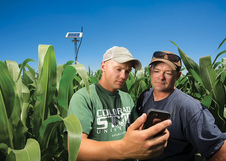 Marc and Brett Arnusch check a cell phone for data showing how much water a field crop needs. Probes installed in the field determine how much water the crop requires at any time.