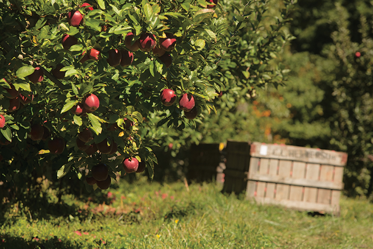 Jarred Nix apple farm, North Carolina