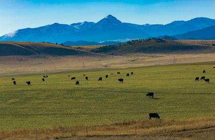 Montana cattle