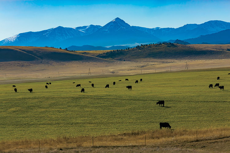 Montana cattle
