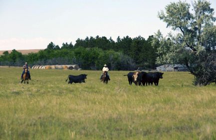 Farmers Moving Cattle