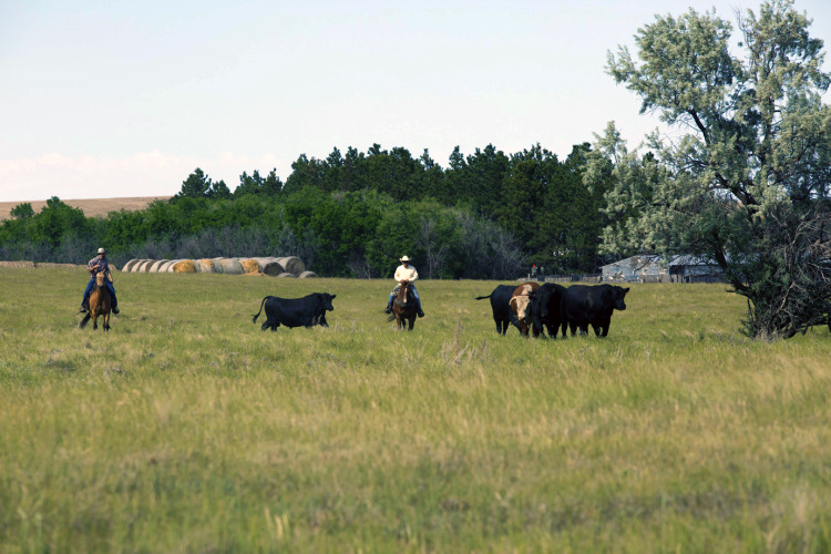 Farmers Moving Cattle
