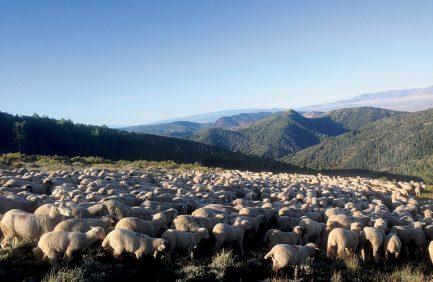 Utah sheep