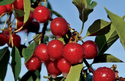 Utah tart cherries