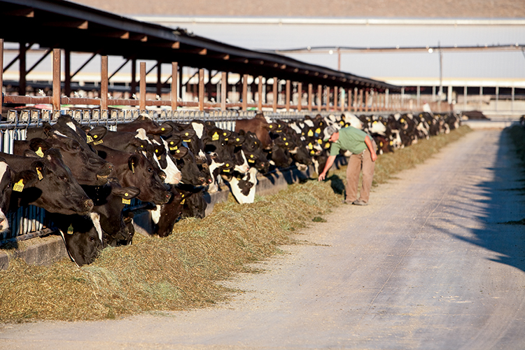 Bateman’s Mosida Farm, owned and operated by the Bateman family, is one of Utah’s largest farms. The farm in Elberta is a model of efficiency, animal care and high quality milk.