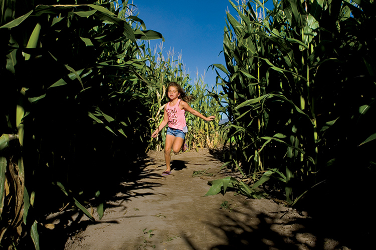 Black Island Farms has the largest corn maze in Utah, with 28 acres.