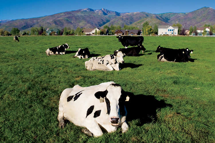 Canyon View Farm and Heber Valley Artisan Cheese in Midway is owned and operated by the Kohler family.