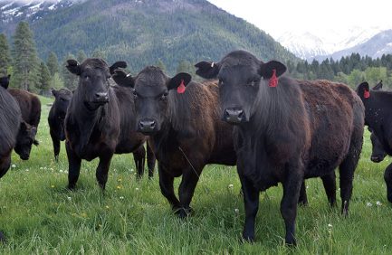 Oregon beef cattle