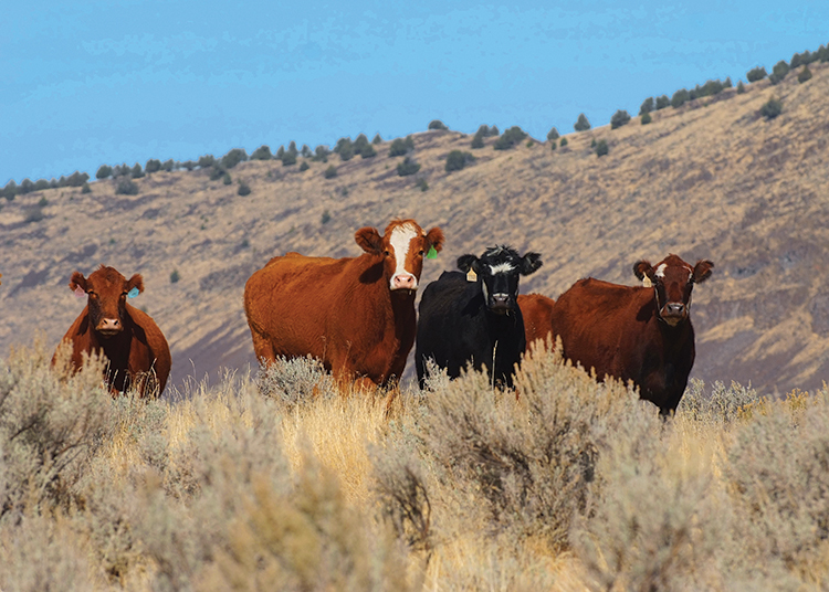 Oregon beef cattle