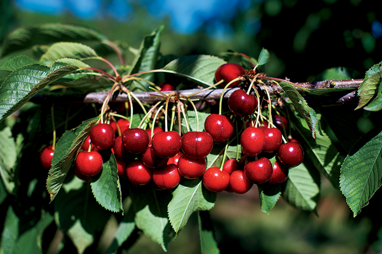 Oregon cherries