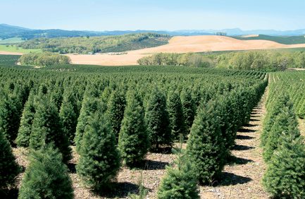 Oregon Christmastrees
