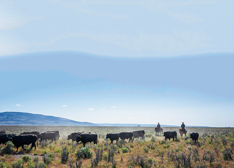 Oregon cowboys, beef production