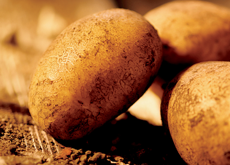 Oregon Potatoes