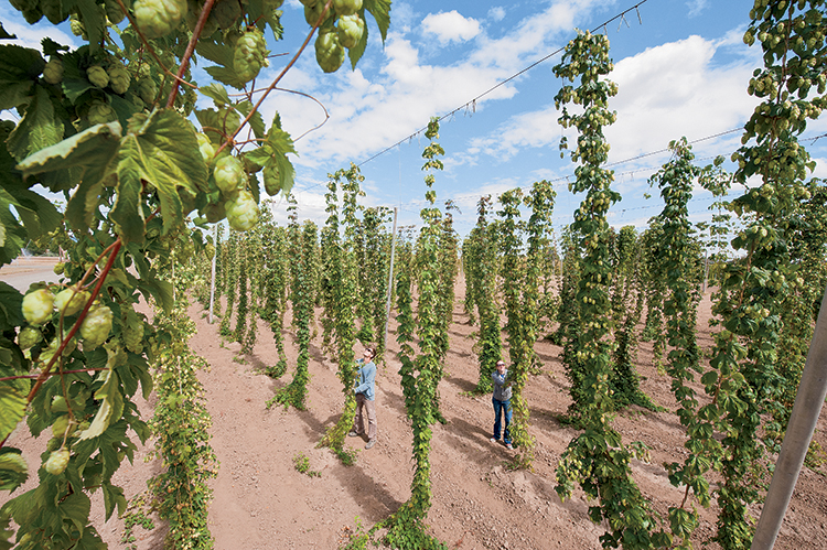 Cheers to the Science Behind Beer - Farm Flavor