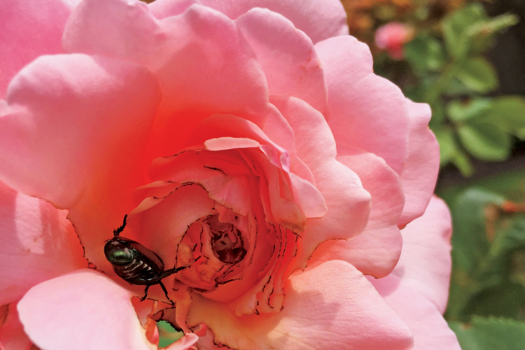 Japanese beetle rose