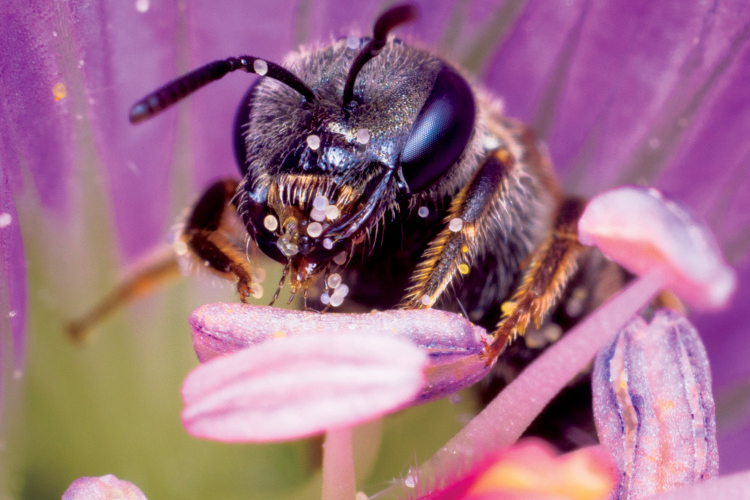 Sweat bee on flower
