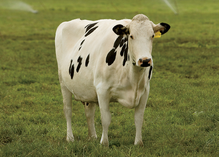 Holstein Heifers at SarBen Farms, Oregon