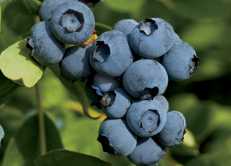Oregon blueberries
