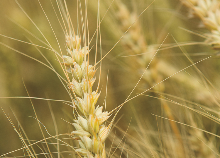 Oregon wheat