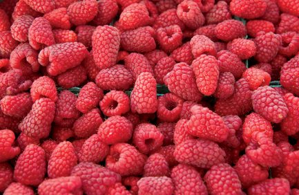 Raspberries at farmers market in Oregon