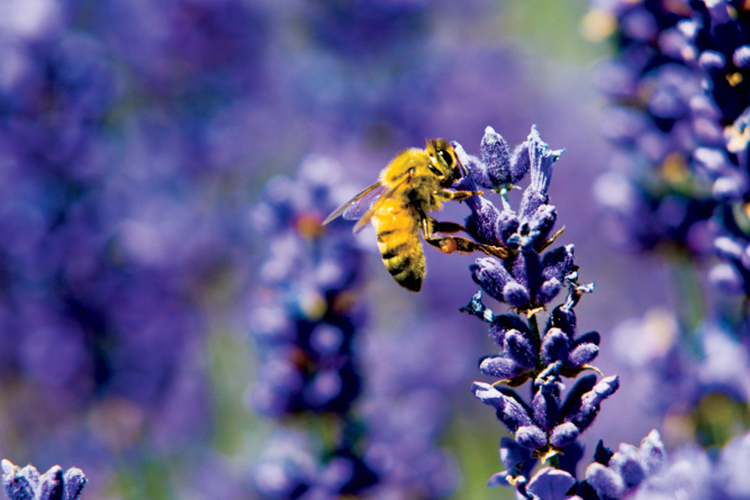 Honeybee on lavender bloom