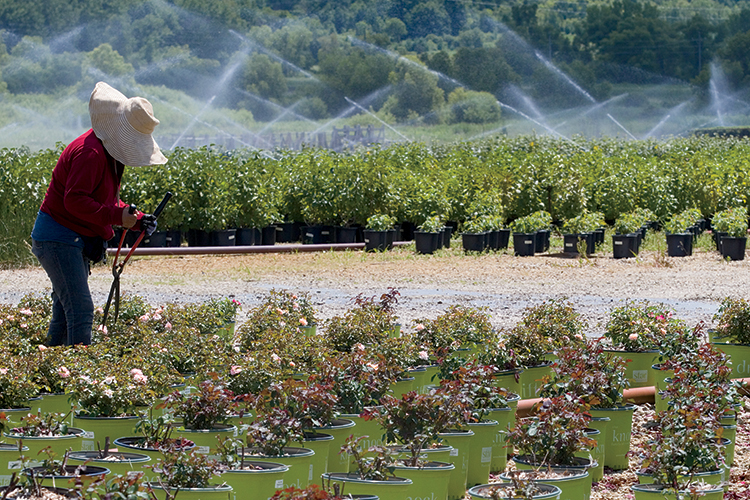 McKay Nursery Company in Waterloo grows a variety of plants on more than 2,000 acres using sustainable practices.