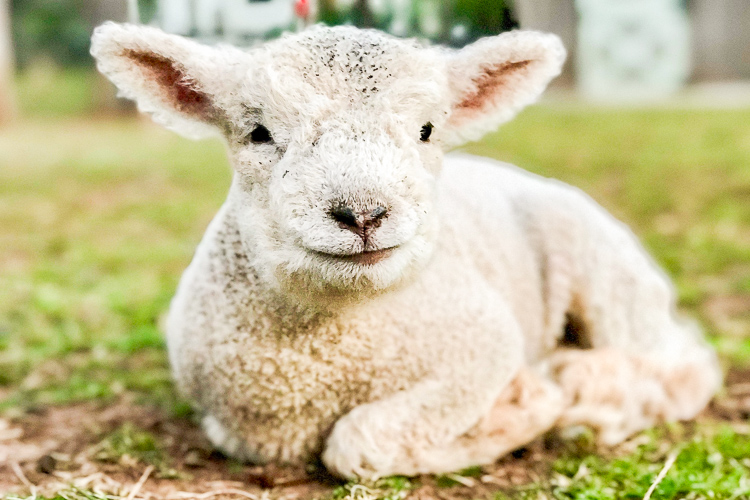 babydolls sheep