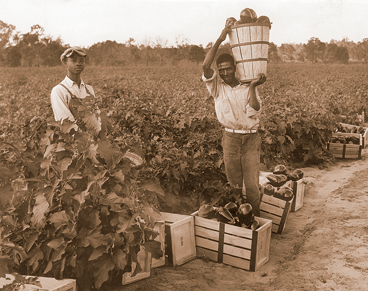 Florida agriculture history