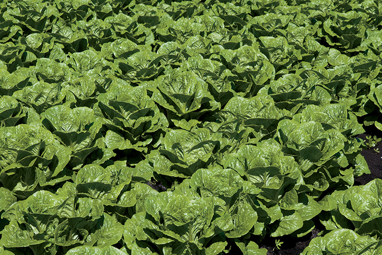 TKM Produce in the fertile muck lands of Belle Glade Florida is the largest producer of lettuce east of the Mississippi River