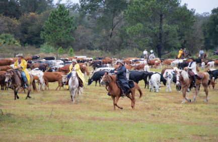 great florida cattle drive