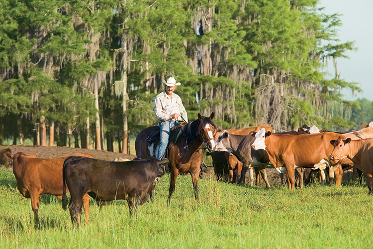 Cowboy Jason Marriage surveys a herd at Deseret Ranch, known for producing high quality calves with a focus on the environment.