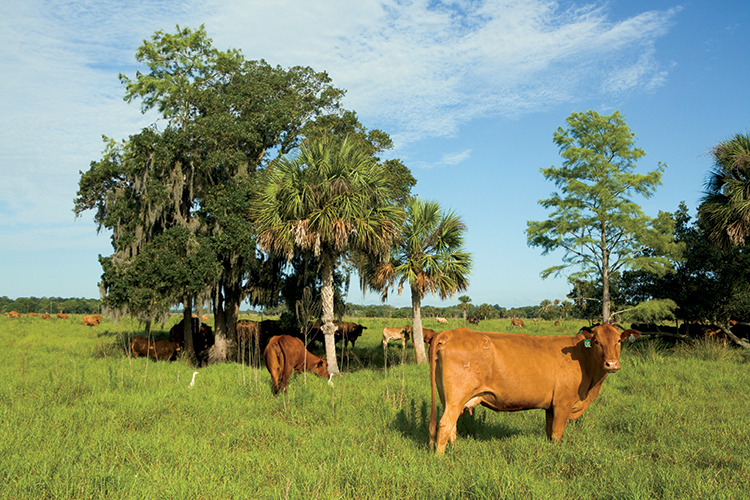 Florida Ranches Take The Long View Farm Flavor