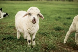 Shepherd's Lamb wool products