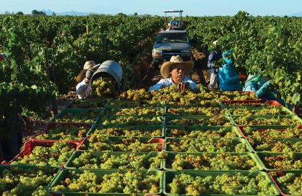 Workers harvest grapes grown at Luna Rossa Winery vineyards near Deming in the Mimbres Valley, N.M.
