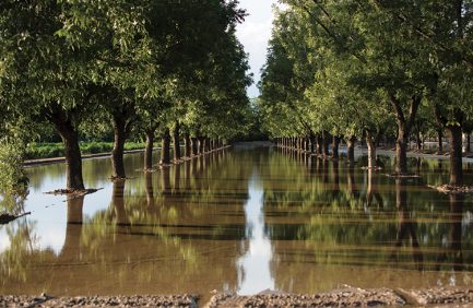 A pecan orchard at Dixie Ranch in Las Cruces is flooded with water provided by the Elephant Butte Dam and Reservoir.