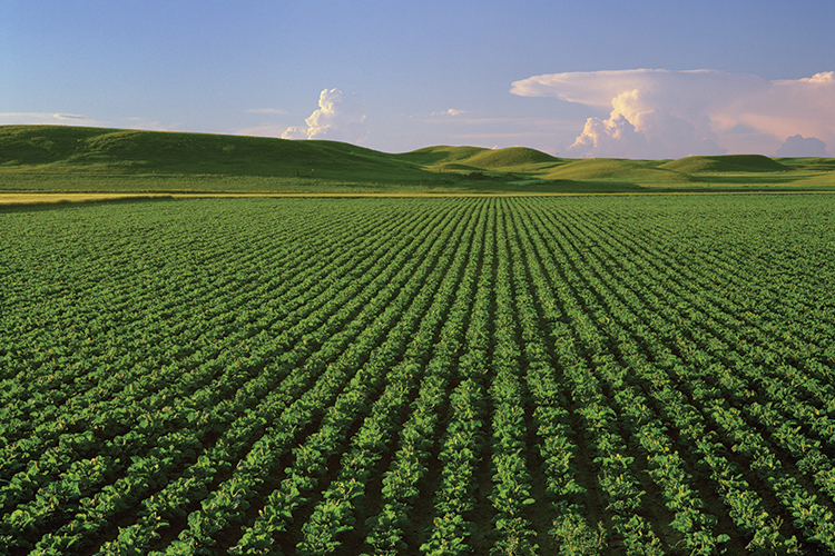 Sugar beet field, near Sidney, Montana