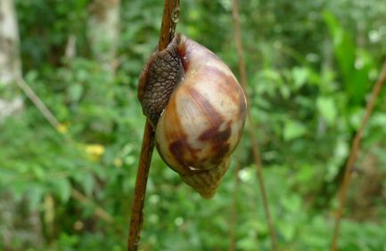 african land snail