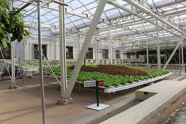 lettuces grow at Disney World's Farm