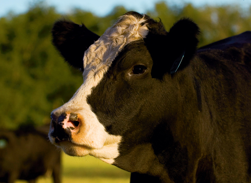 Alabama cow