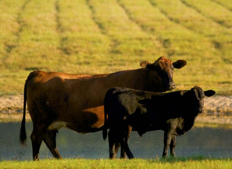 Texas beef cattle