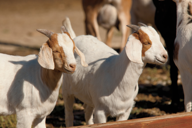 mississippi goats