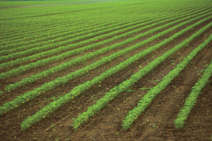 rows of crops